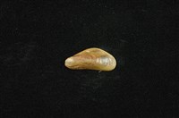 藏品(河殼菜蛤(沼蛤))的圖片